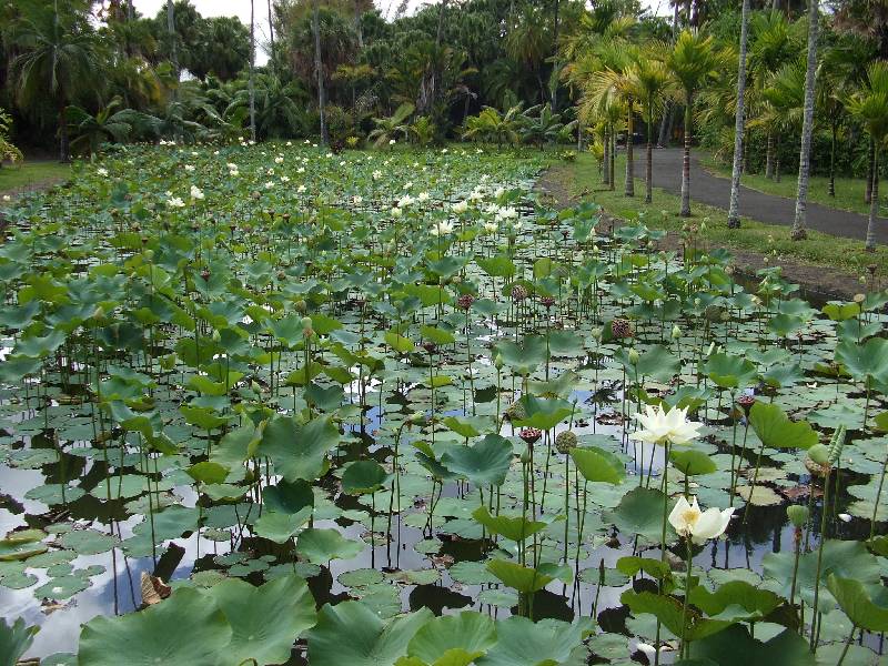 Pamplemousses Botanical Garden (9) 